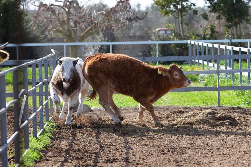 vitellini allevamento mucche 